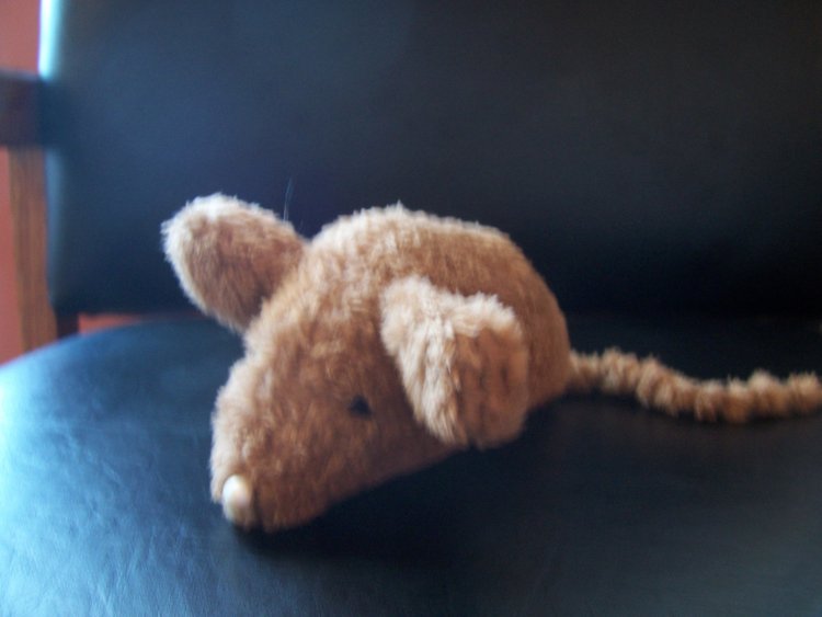 Name:  Bunny binky room 005.jpg
Views: 1935
Size:  40.9 KB