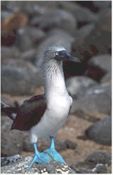 Name:  bluefoot.jpg
Views: 32
Size:  8.5 KB