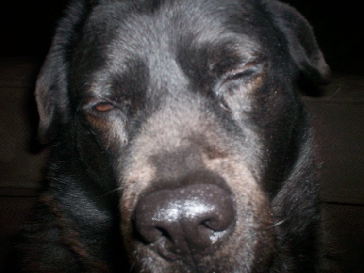 Name:  Buck 005.jpg
Views: 1361
Size:  60.3 KB