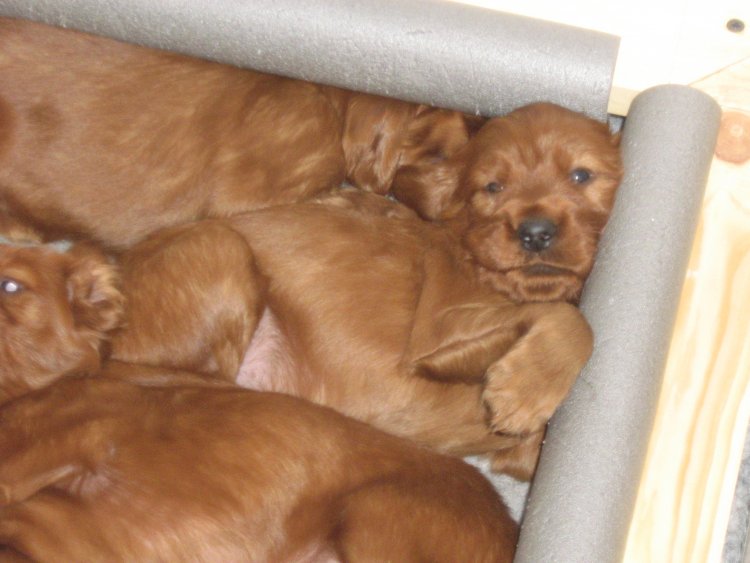 Name: new pups 238.jpg
Views: 111
Size: 61.8 KB