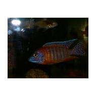 Name:  2c.jpg
Views: 119
Size:  4.3 KB