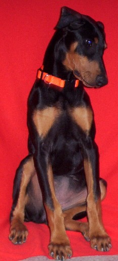 Name:  chloe1 ears healing 3-4-2010.JPG
Views: 89
Size:  37.2 KB