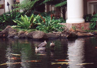 Name:  ducks_n_koi.jpg
Views: 2426
Size:  30.2 KB