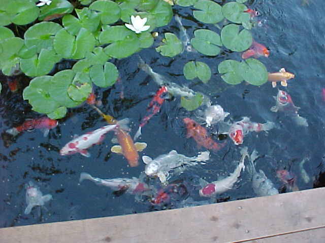 Name:  fish3.jpg
Views: 2179
Size:  32.1 KB