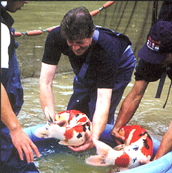 Name:  men koi.gif
Views: 8715
Size:  52.4 KB