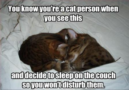 Name:  cat.jpg
Views: 4262
Size:  28.1 KB