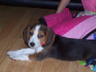Name:  Chewy October 2008, first day 007.jpg
Views: 172
Size:  8.4 KB