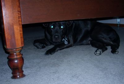 Name:  scared lab.jpg
Views: 64
Size:  16.2 KB