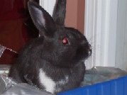 Name:  Animals and others 008 (2).jpg
Views: 72
Size:  6.8 KB