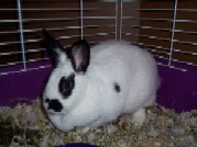 Name:  Oreo and Kilala 015.jpg
Views: 66
Size:  9.0 KB