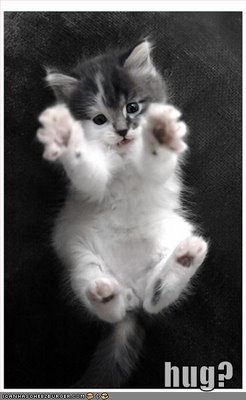 Name:  kitten hug.jpg
Views: 90
Size:  18.9 KB