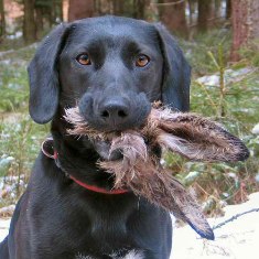 Name:  dog-eating-rabbit.jpg
Views: 30
Size:  19.9 KB