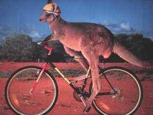 Name:  biking_kangaroo.jpg
Views: 88
Size:  9.8 KB