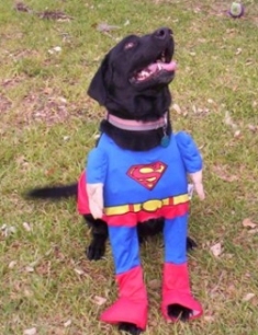 Name:  superLab.jpg
Views: 27
Size:  64.1 KB