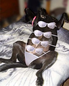 Name:  lingeriedog.jpg
Views: 25
Size:  26.9 KB