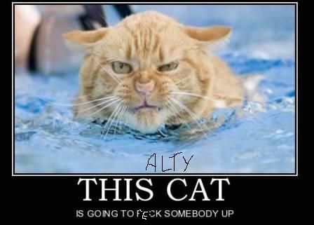 Name:  alty-cat-01.jpg
Views: 75
Size:  22.0 KB