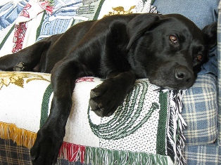 Name:  labcouch.jpg
Views: 23
Size:  55.5 KB