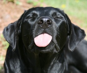 Name:  labpoketongue.jpg
Views: 28
Size:  18.1 KB