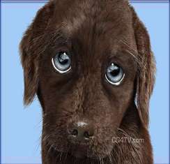 Name:  saddog.jpg
Views: 27
Size:  8.4 KB