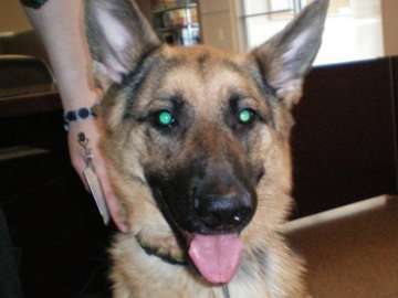 Name:  Dog 1.jpg
Views: 30
Size:  21.5 KB
