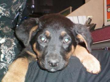Name:  Dog 2.jpg
Views: 25
Size:  24.6 KB