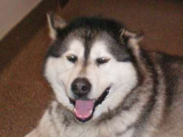 Name:  Dog 3.jpg
Views: 26
Size:  20.4 KB