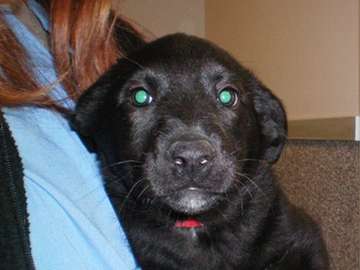 Name:  Dog 5.jpg
Views: 25
Size:  22.8 KB