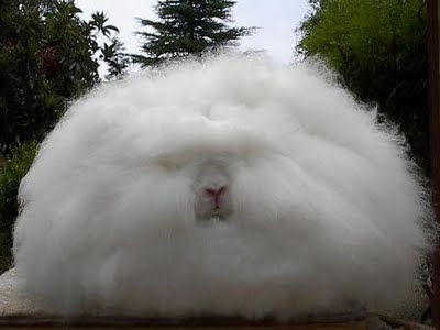 Name:  fluffy bunny butt.jpg
Views: 33
Size:  16.3 KB