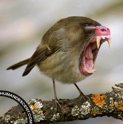 Name:  mandrel_wren.jpg
Views: 56
Size:  44.9 KB