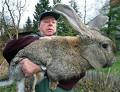 Name: big bunny.jpg
Views: 83
Size: 3.8 KB