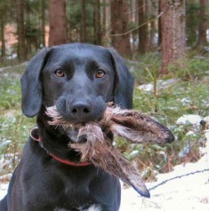 Name:  dog_eats_bunny.jpg
Views: 30
Size:  27.0 KB