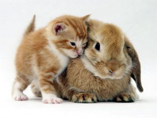 Name:  cute.bmp
Views: 254
Size:  216.7 KB