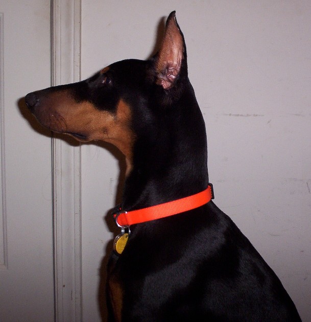 Name:  chloe1 5-4-10.JPG
Views: 47
Size:  72.5 KB