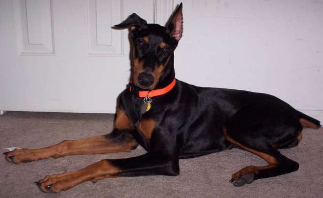 Name:  chloe2 5-4-10.JPG
Views: 45
Size:  56.7 KB
