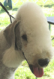 Name:  bedlington_terrier_v04.jpg
Views: 58
Size:  16.8 KB