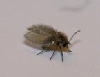 Name:  moth fly.jpg
Views: 4284
Size:  1.5 KB