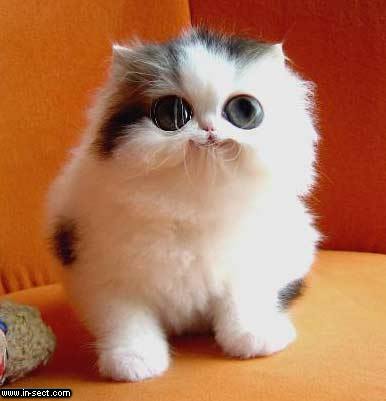 Name:  8.jpg
Views: 33
Size:  15.6 KB