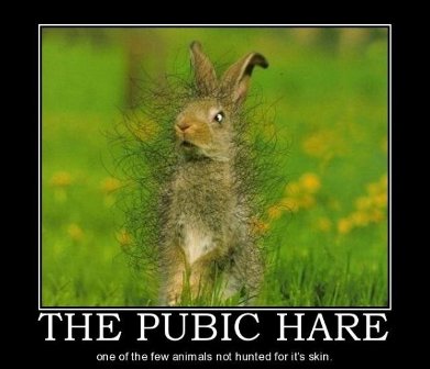 Name:  hare.jpg
Views: 177
Size:  26.0 KB