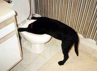 Name:  beer-dog.jpg
Views: 28
Size:  13.2 KB