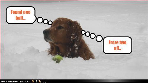 Name:  loldog snow.jpg
Views: 35
Size:  32.0 KB