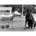 Name:  Robot Dobie.jpg
Views: 50
Size:  4.5 KB