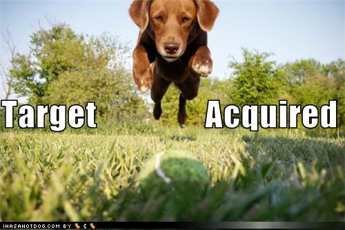 Name:  brownie flying.jpg
Views: 36
Size:  64.0 KB