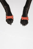 Name:  milkbone paws.jpg
Views: 49
Size:  3.6 KB