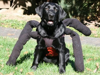 Name:  200810_orig_hallopets7_350x263.jpg
Views: 51
Size:  99.5 KB