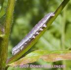 Name:  caterpillar.jpg
Views: 187
Size:  4.7 KB