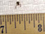 Name:  psudoscorpion.jpg
Views: 242
Size:  3.2 KB