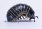 Name:  pill millipede.jpg
Views: 129
Size:  2.7 KB