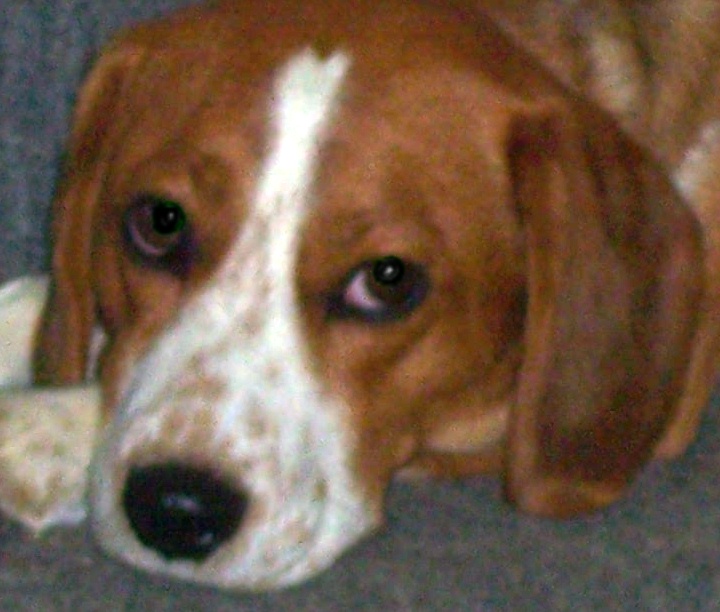 Name:  Chewy.jpg
Views: 259
Size:  146.2 KB