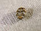 Name:  carpet beetle.jpg
Views: 7940
Size:  3.9 KB