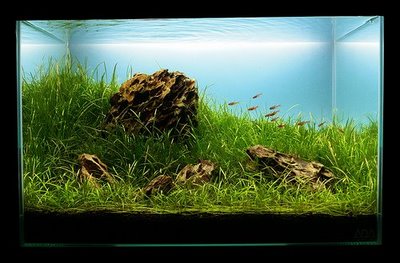 Name:  tank.jpg
Views: 3156
Size:  28.8 KB